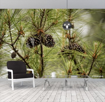 Picture of Pine Cones in Tree